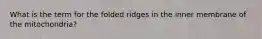 What is the term for the folded ridges in the inner membrane of the mitochondria?