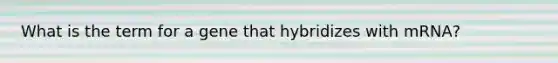 What is the term for a gene that hybridizes with mRNA?