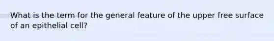 What is the term for the general feature of the upper free surface of an epithelial cell?