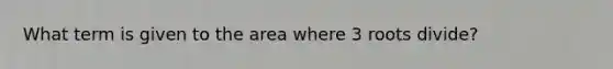 What term is given to the area where 3 roots divide?