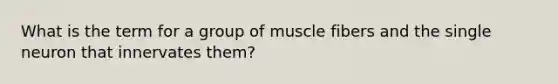 What is the term for a group of muscle fibers and the single neuron that innervates them?