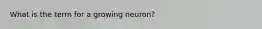 What is the term for a growing neuron?