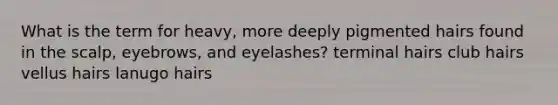 What is the term for heavy, more deeply pigmented hairs found in the scalp, eyebrows, and eyelashes? terminal hairs club hairs vellus hairs lanugo hairs