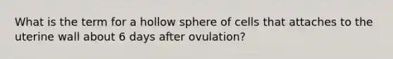 What is the term for a hollow sphere of cells that attaches to the uterine wall about 6 days after ovulation?