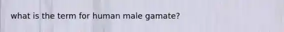 what is the term for human male gamate?