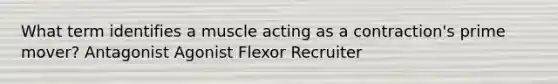 What term identifies a muscle acting as a contraction's prime mover? Antagonist Agonist Flexor Recruiter