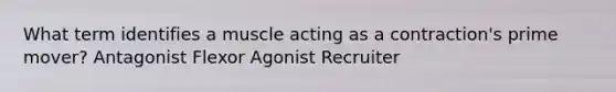 What term identifies a muscle acting as a contraction's prime mover? Antagonist Flexor Agonist Recruiter