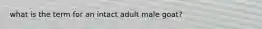 what is the term for an intact adult male goat?