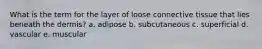 What is the term for the layer of loose connective tissue that lies beneath the dermis? a. adipose b. subcutaneous c. superficial d. vascular e. muscular