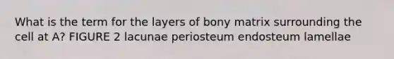 What is the term for the layers of bony matrix surrounding the cell at A? FIGURE 2 lacunae periosteum endosteum lamellae