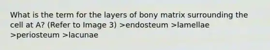 What is the term for the layers of bony matrix surrounding the cell at A? (Refer to Image 3) >endosteum >lamellae >periosteum >lacunae