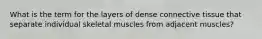 What is the term for the layers of dense connective tissue that separate individual skeletal muscles from adjacent muscles?