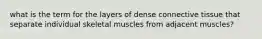 what is the term for the layers of dense connective tissue that separate individual skeletal muscles from adjacent muscles?