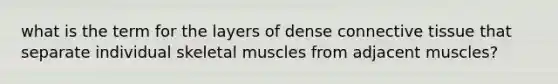 what is the term for the layers of dense connective tissue that separate individual skeletal muscles from adjacent muscles?