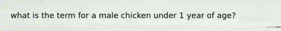 what is the term for a male chicken under 1 year of age?