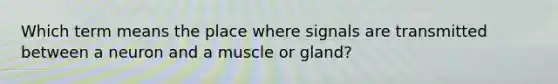 Which term means the place where signals are transmitted between a neuron and a muscle or gland?