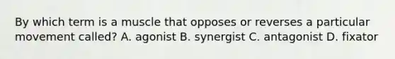 By which term is a muscle that opposes or reverses a particular movement called? A. agonist B. synergist C. antagonist D. fixator