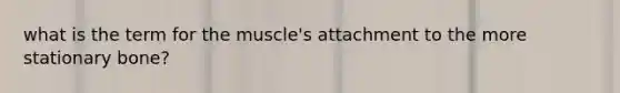 what is the term for the muscle's attachment to the more stationary bone?