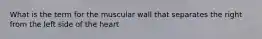 What is the term for the muscular wall that separates the right from the left side of the heart