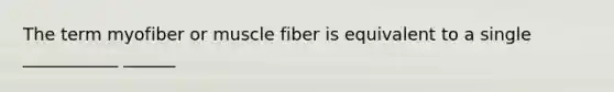 The term myofiber or muscle fiber is equivalent to a single ___________ ______