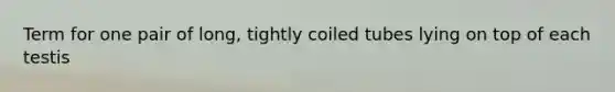 Term for one pair of long, tightly coiled tubes lying on top of each testis