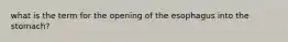 what is the term for the opening of the esophagus into the stomach?