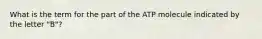 What is the term for the part of the ATP molecule indicated by the letter "B"?