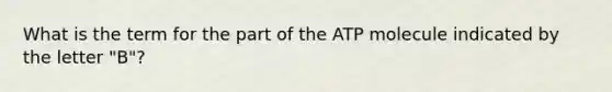 What is the term for the part of the ATP molecule indicated by the letter "B"?