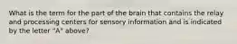 What is the term for the part of the brain that contains the relay and processing centers for sensory information and is indicated by the letter "A" above?