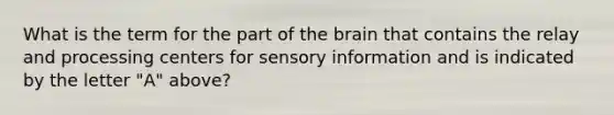 What is the term for the part of the brain that contains the relay and processing centers for sensory information and is indicated by the letter "A" above?