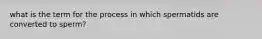 what is the term for the process in which spermatids are converted to sperm?