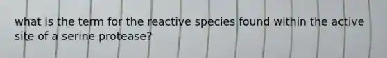 what is the term for the reactive species found within the active site of a serine protease?