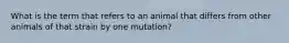 What is the term that refers to an animal that differs from other animals of that strain by one mutation?