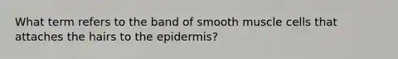 What term refers to the band of smooth muscle cells that attaches the hairs to the epidermis?