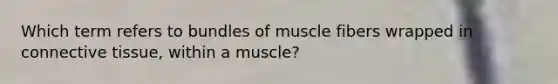 Which term refers to bundles of muscle fibers wrapped in connective tissue, within a muscle?