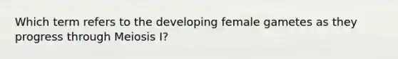 Which term refers to the developing female gametes as they progress through Meiosis I?