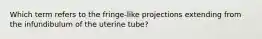 Which term refers to the fringe-like projections extending from the infundibulum of the uterine tube?