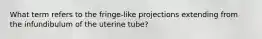 What term refers to the fringe-like projections extending from the infundibulum of the uterine tube?