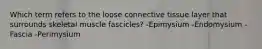 Which term refers to the loose connective tissue layer that surrounds skeletal muscle fascicles? -Epimysium -Endomysium -Fascia -Perimysium