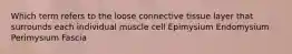 Which term refers to the loose connective tissue layer that surrounds each individual muscle cell Epimysium Endomysium Perimysium Fascia