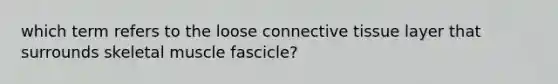 which term refers to the loose connective tissue layer that surrounds skeletal muscle fascicle?