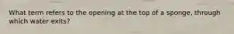 What term refers to the opening at the top of a sponge, through which water exits?