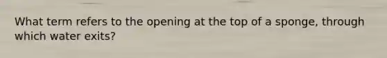 What term refers to the opening at the top of a sponge, through which water exits?