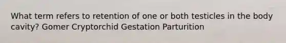 What term refers to retention of one or both testicles in the body cavity? Gomer Cryptorchid Gestation Parturition