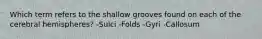 Which term refers to the shallow grooves found on each of the cerebral hemispheres? -Sulci -Folds -Gyri -Callosum