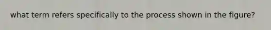 what term refers specifically to the process shown in the figure?
