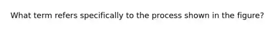 What term refers specifically to the process shown in the figure?