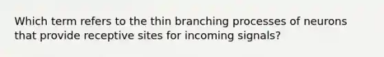 Which term refers to the thin branching processes of neurons that provide receptive sites for incoming signals?