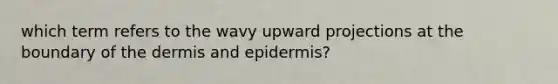 which term refers to the wavy upward projections at the boundary of the dermis and epidermis?