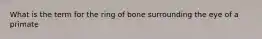 What is the term for the ring of bone surrounding the eye of a primate